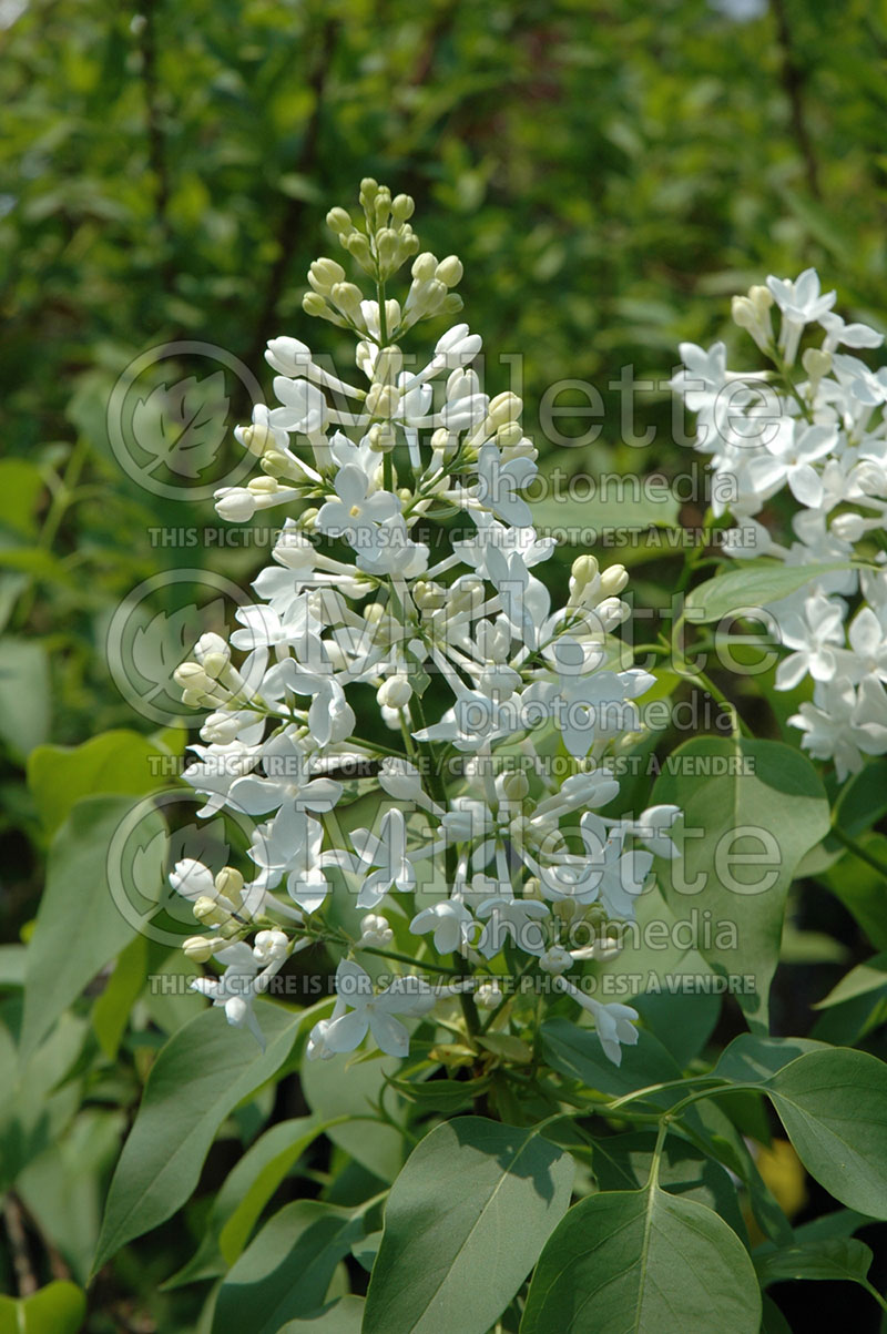 Syringa Mount Baker (Lilac) 1