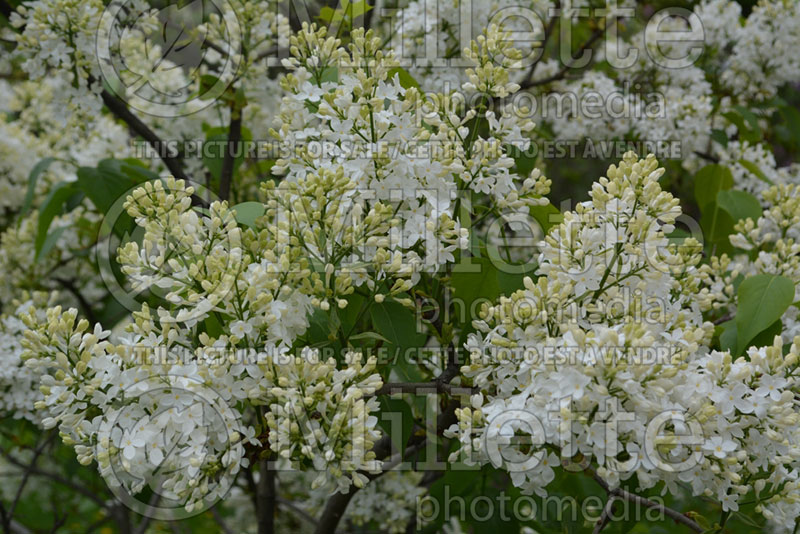 Syringa Sister Justina (Lilac) 2