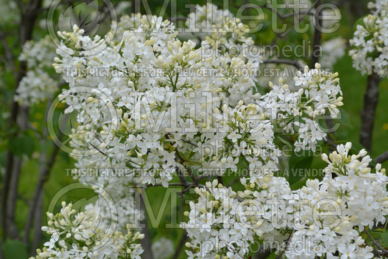 Syringa Sister Justina (Lilac) 3