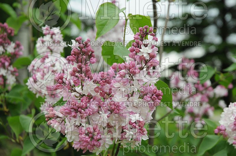 Syringa Sweetheart (Lilac) 1