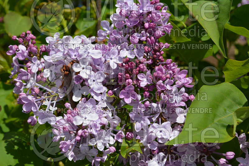 Syringa Villars (Lilac) 1