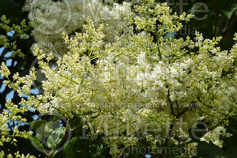 Syringa Ivory Silk (Japanese lilac) 2 