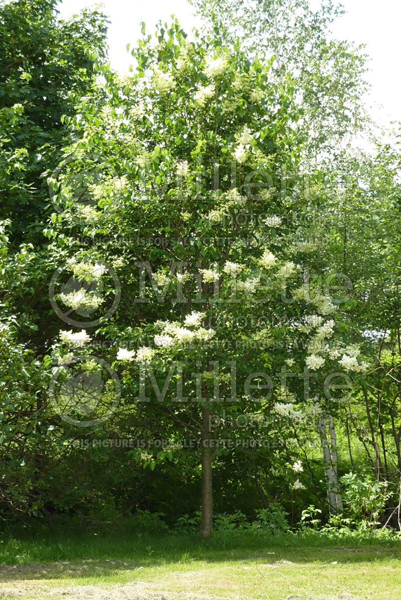 Syringa Ivory Silk (Japanese lilac) 3 