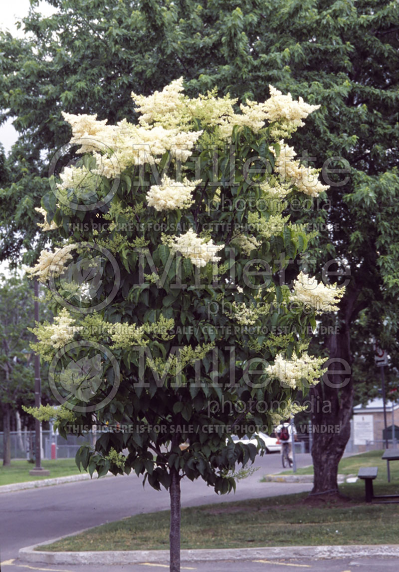 Syringa Ivory Silk (Japanese lilac) 6 