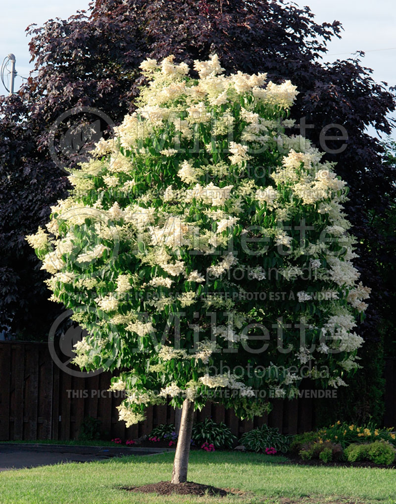 Syringa Ivory Silk (Japanese lilac) 5 