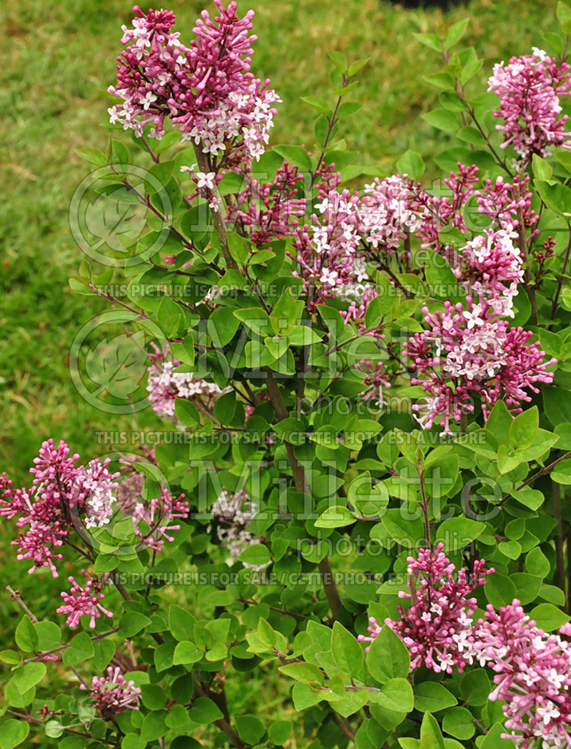 Syringa Josee (Chinese Lilac) 3 