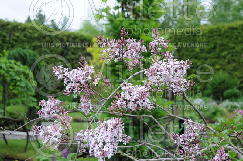 Syringa Hers (Lilac) 1