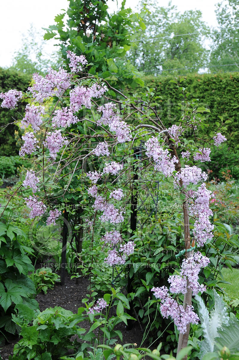 Syringa Hers (Lilac) 3