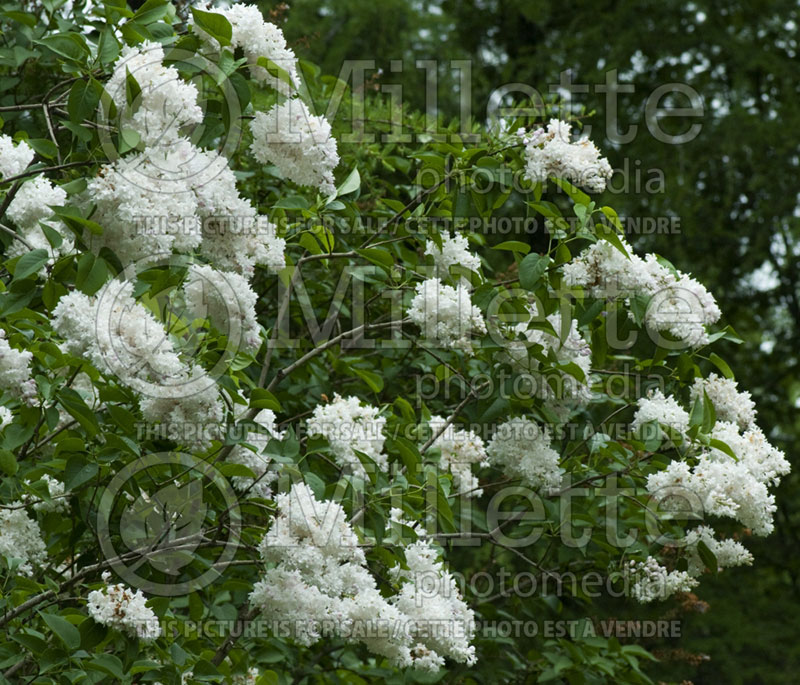 Syringa Krasavitsa Moskvy or Beauty of Moskow (French lilac) 2 