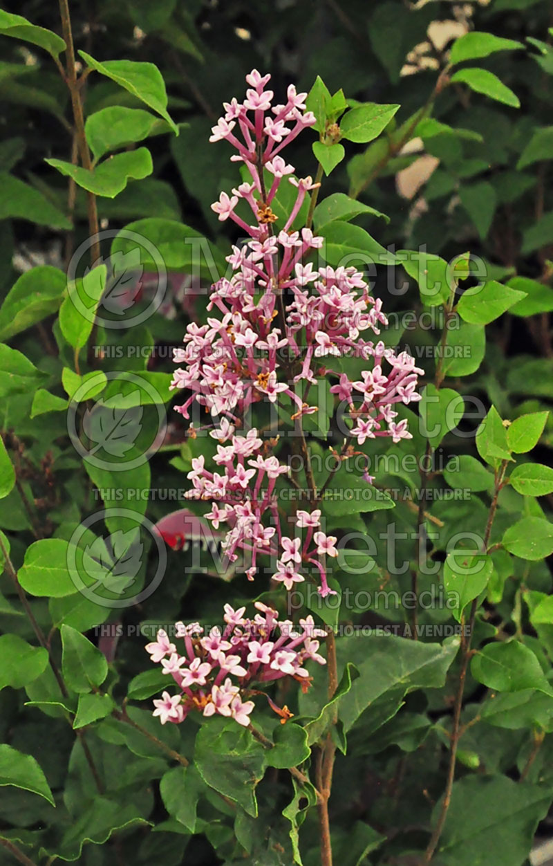 Syringa Josee (Chinese Lilac) 1 