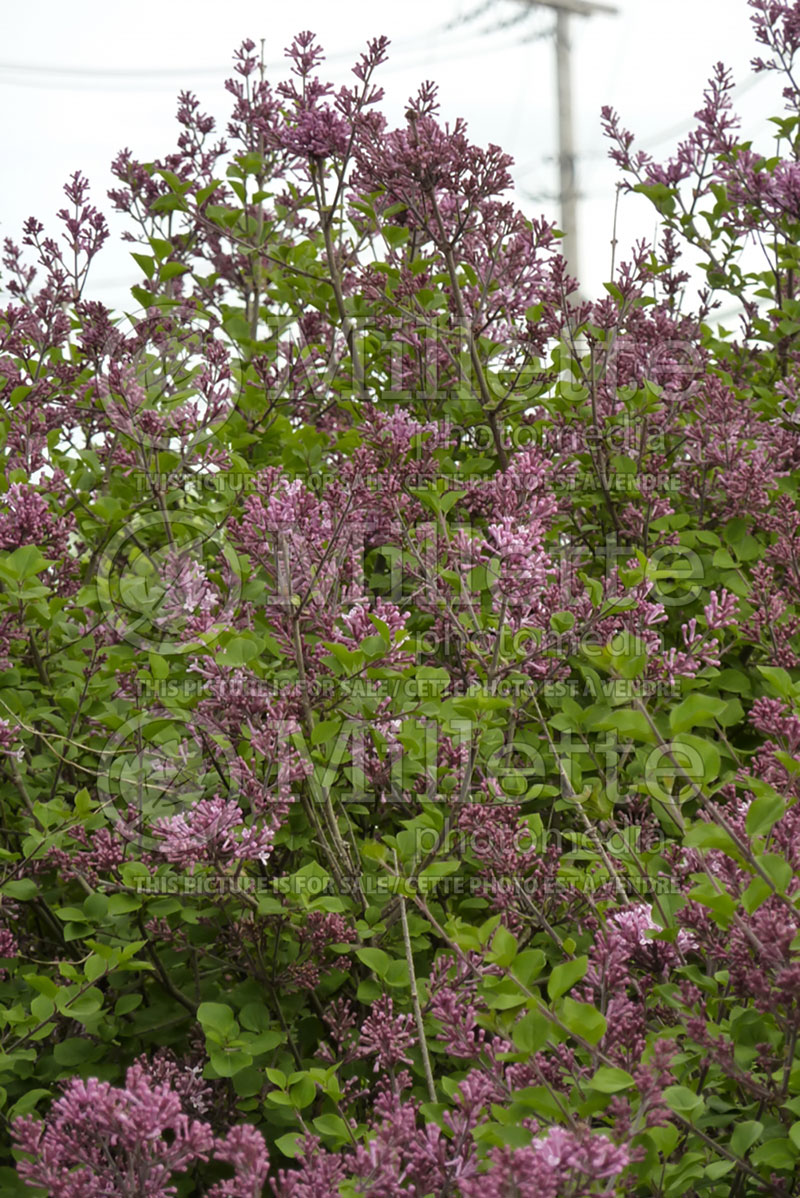 Syringa Palibin (Chinese Lilac) 2 