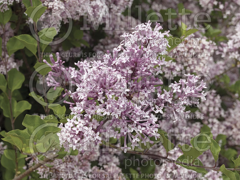 Syringa Palibin (Chinese Lilac) 8  