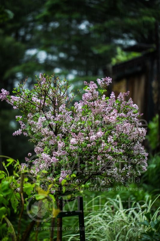 Syringa Palibin (Chinese Lilac) 14 