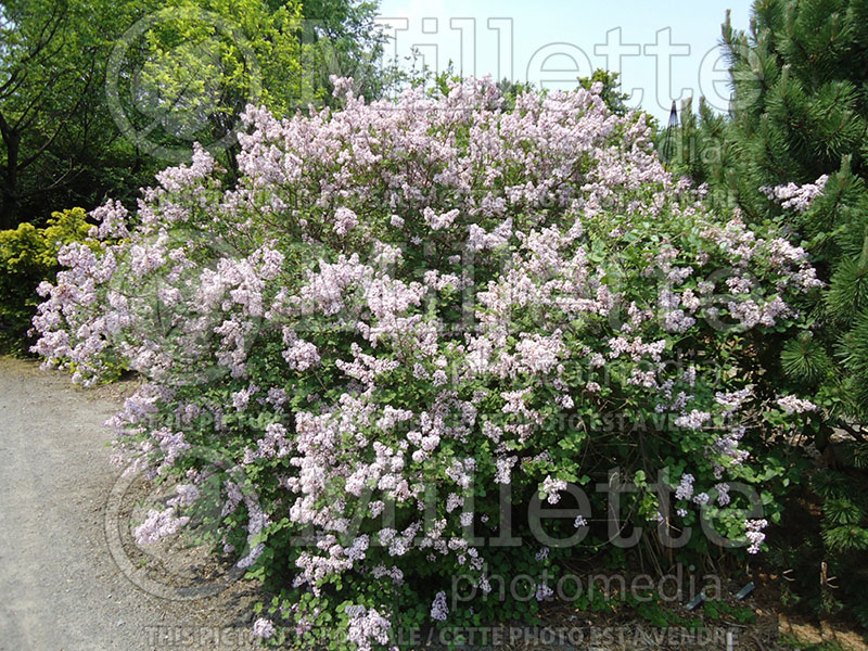 Syringa Palibin (Chinese Lilac) 6 