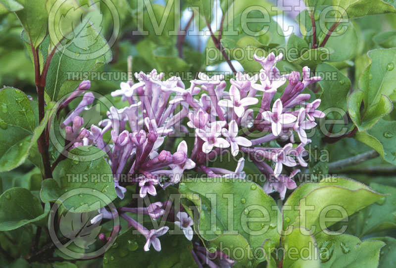 Syringa Palibin (Chinese Lilac) 10 