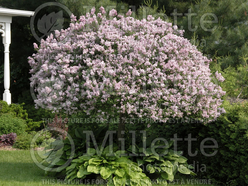 Syringa Palibin (Chinese Lilac) 12 