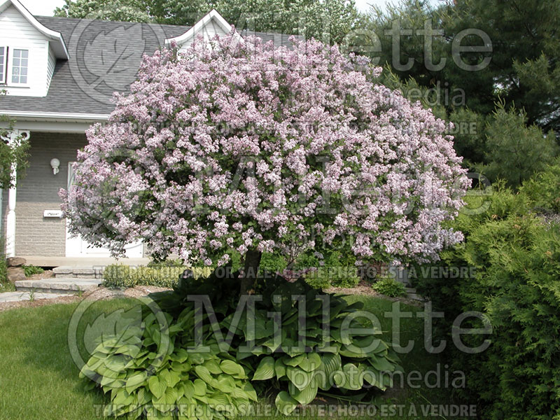 Syringa Palibin (Chinese Lilac) 11 