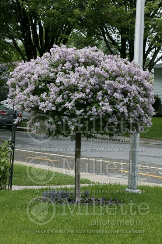 Syringa Palibin (Chinese Lilac) 15 