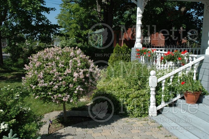 Syringa Palibin (Chinese Lilac) 17 