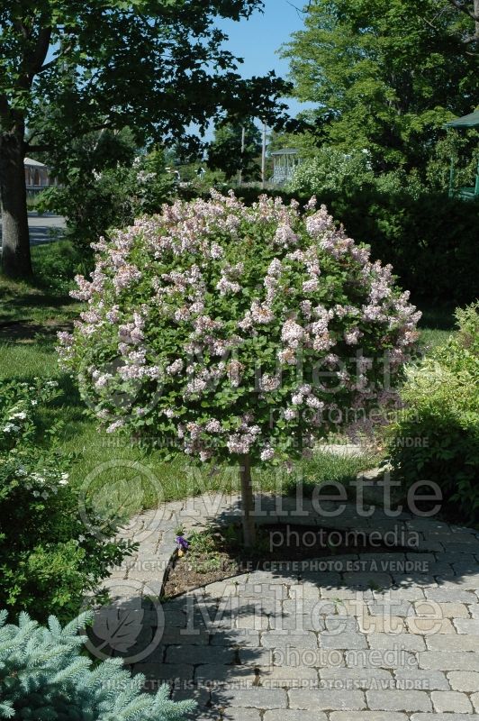 Syringa Palibin (Chinese Lilac) 19 