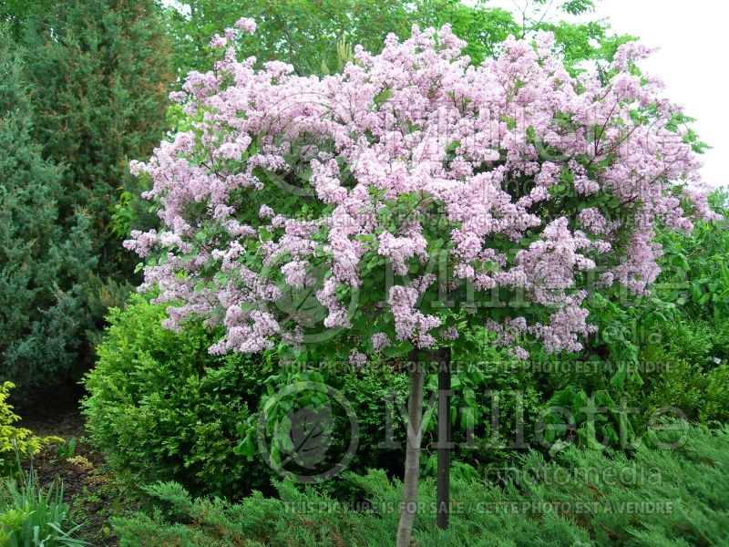 Syringa Palibin (Chinese Lilac) 20 