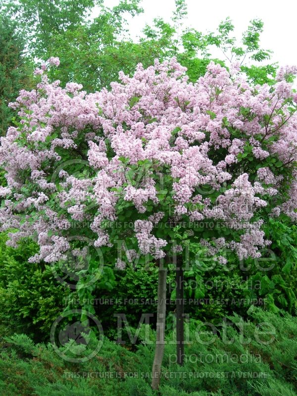 Syringa Palibin (Chinese Lilac) 21 