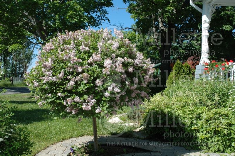 Syringa Palibin (Chinese Lilac) 18 