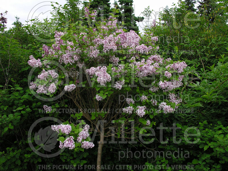 Syringa Palibin (Chinese Lilac) 9 