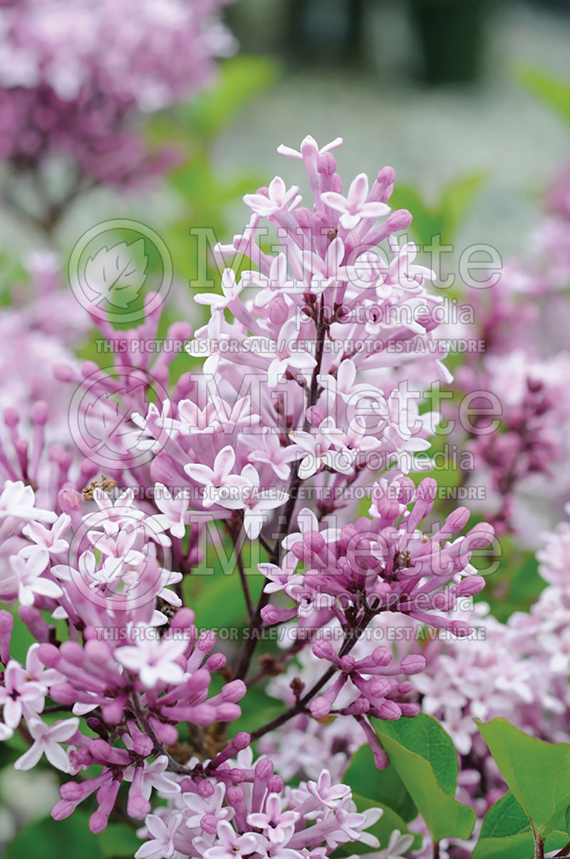 Syringa Palibin (Chinese Lilac) 13 