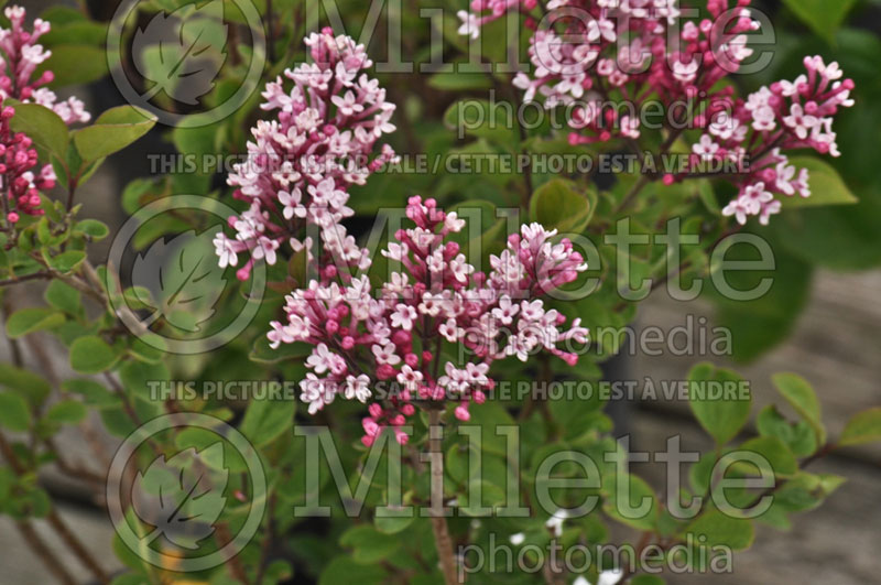 Syringa Tinkerbelle or Bailbelle (Lilac) 3 