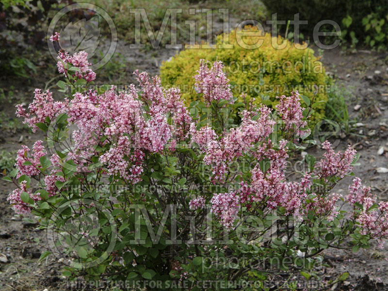 Syringa Tinkerbelle or Bailbelle (Lilac) 5 