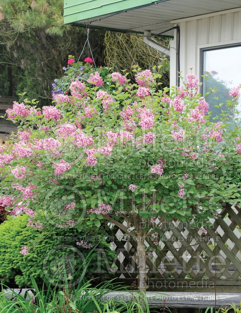 Syringa Tinkerbelle or Bailbelle (Lilac) 8 