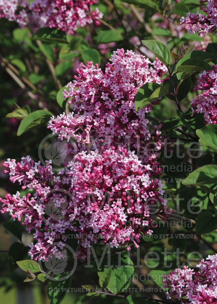 Syringa Tinkerbelle or Bailbelle (Lilac) 7 