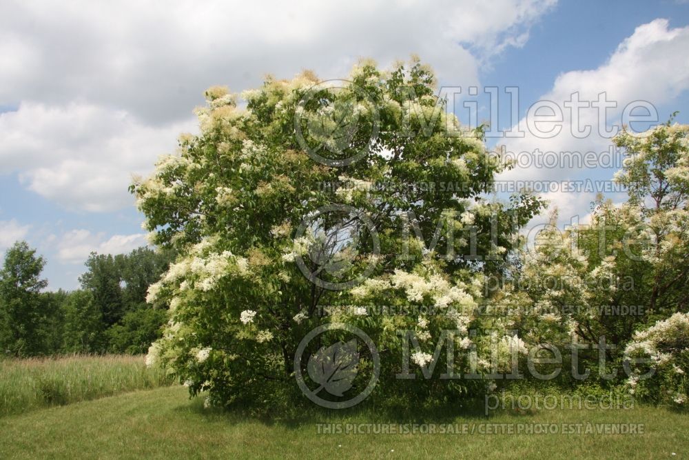 Syringa pekinensis (lilac) 3 