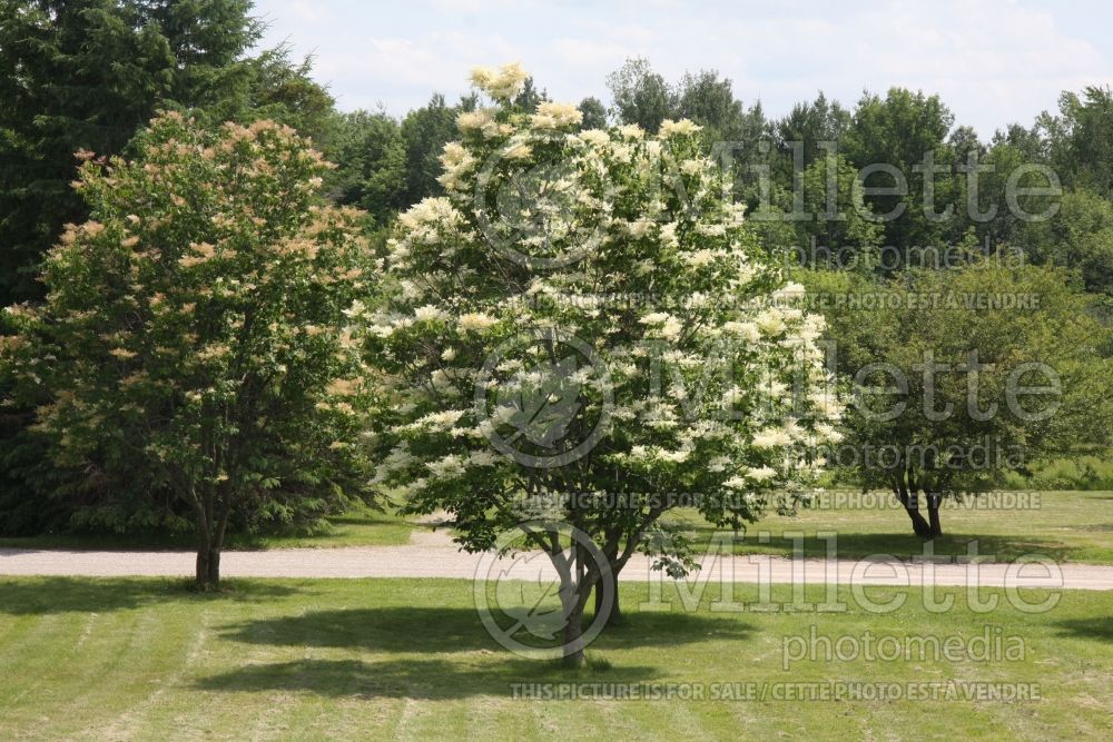 Syringa pekinensis (lilac) 5 