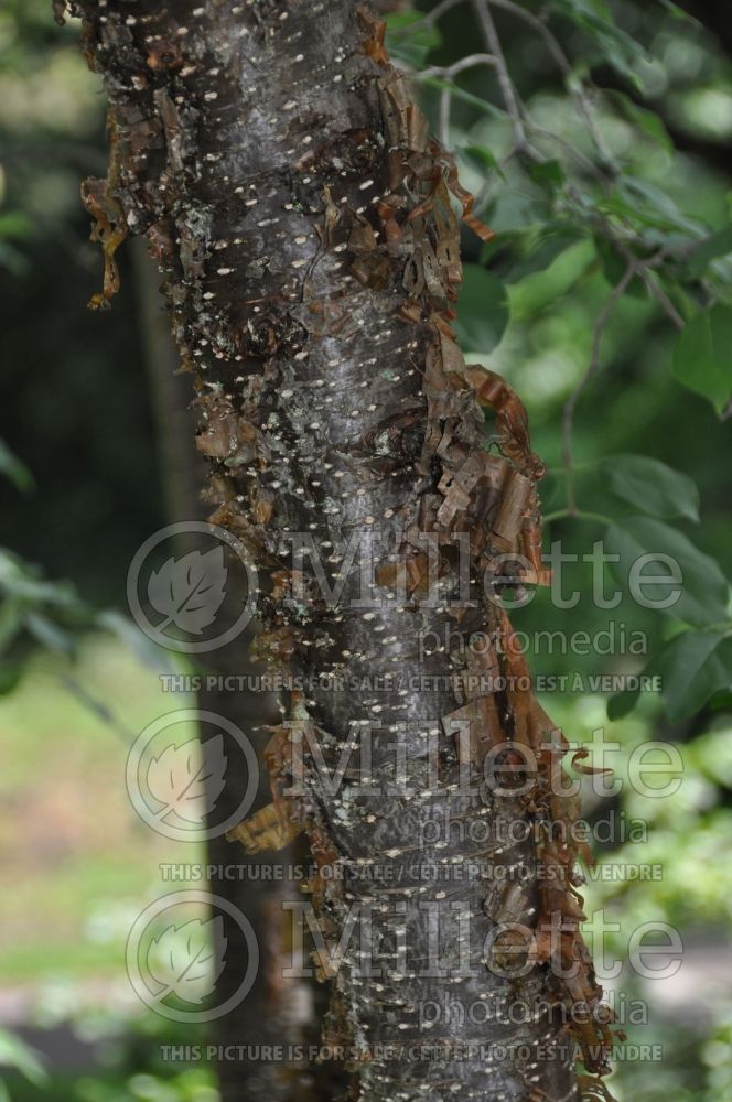 Syringa pekinensis  - Bark (lilac) 1 