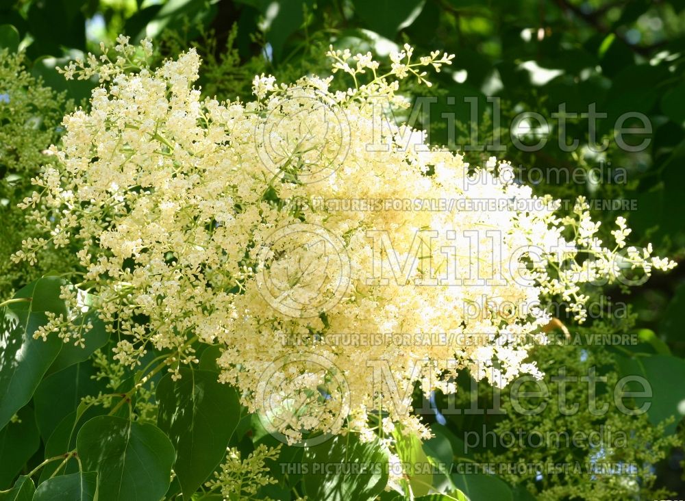 Syringa pekinensis (lilac) 7 