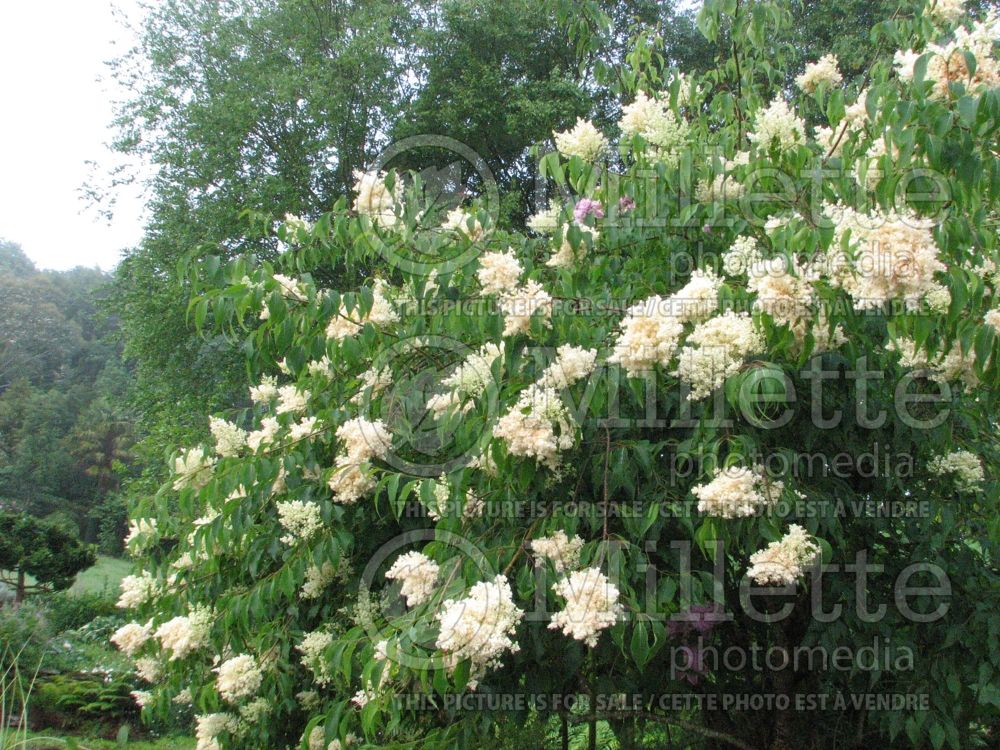 Syringa pekinensis (lilac) 2 