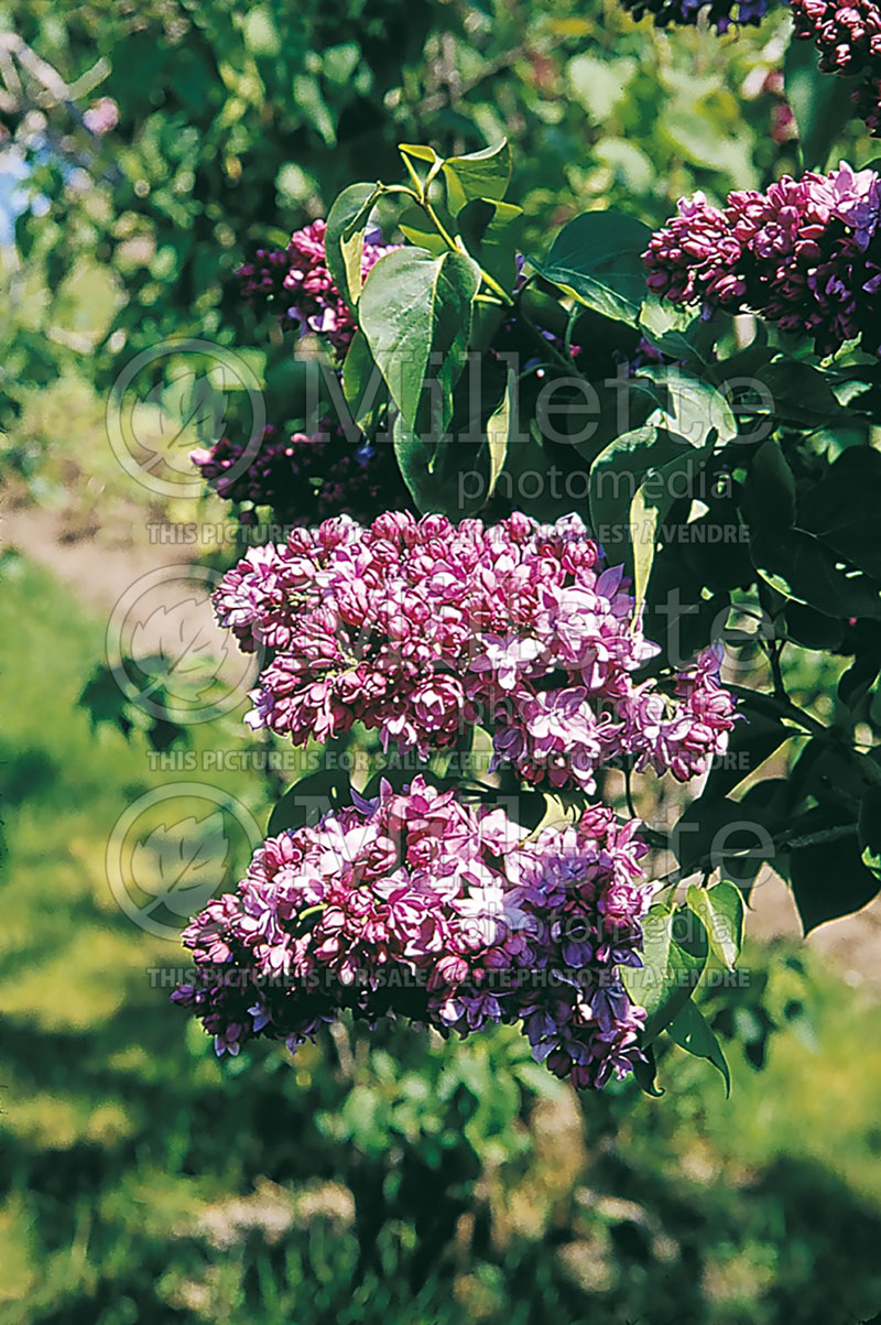 Syringa President Poincare (French lilac) 1 