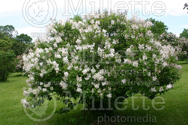 Syringa Agnes Smith (Preston lilac) 1