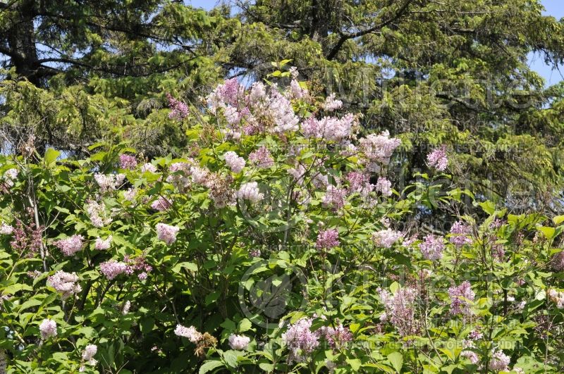 Syringa Dorcas (Lilac)  1