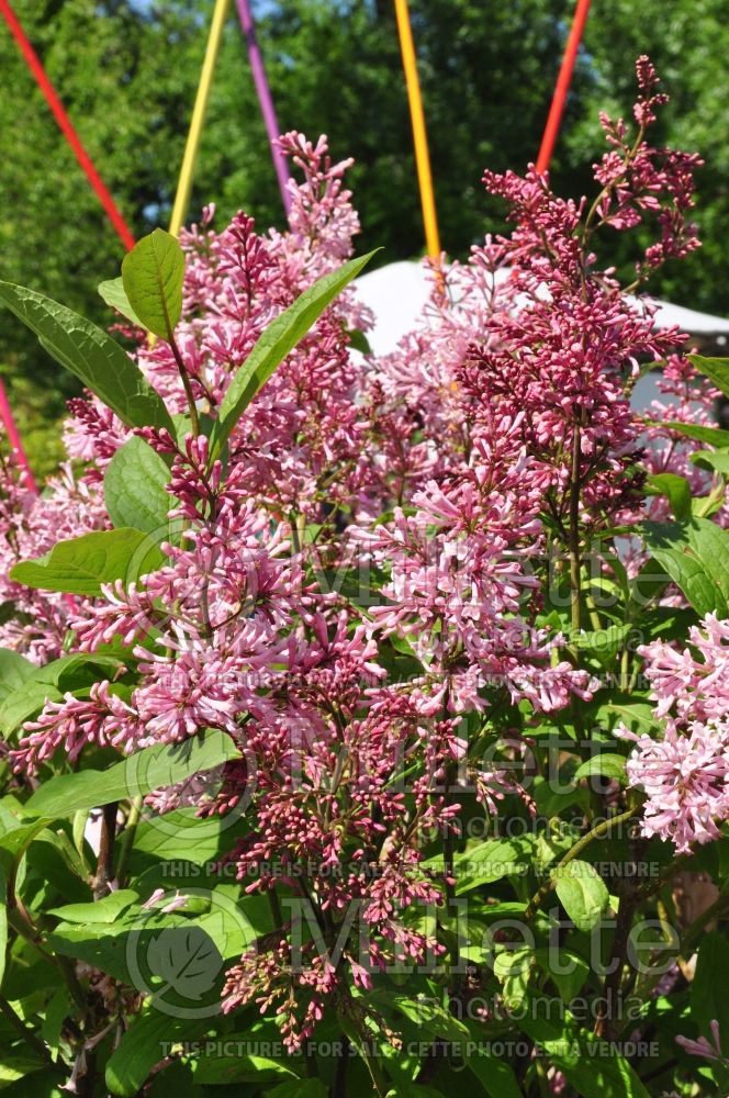 Syringa James MacFarlane (Lilac)  1