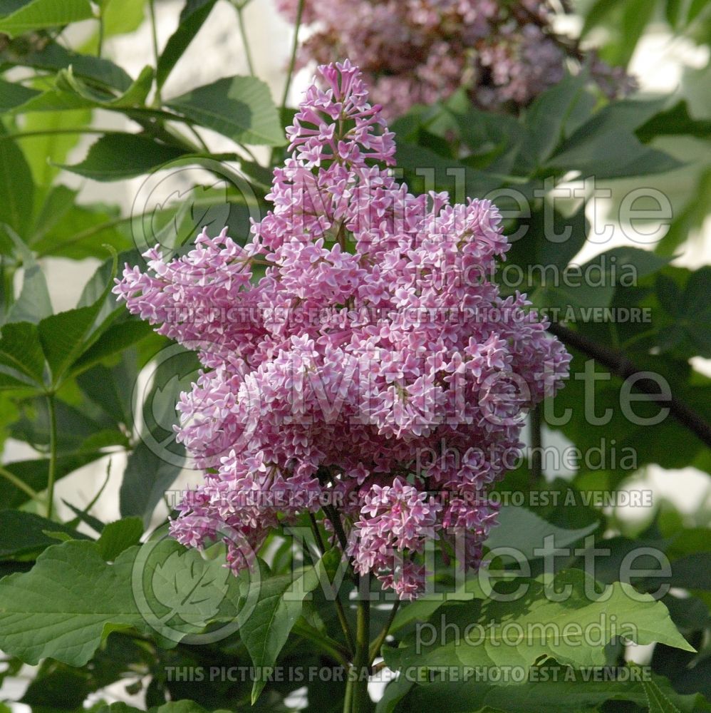 Syringa James MacFarlane (Lilac)  2