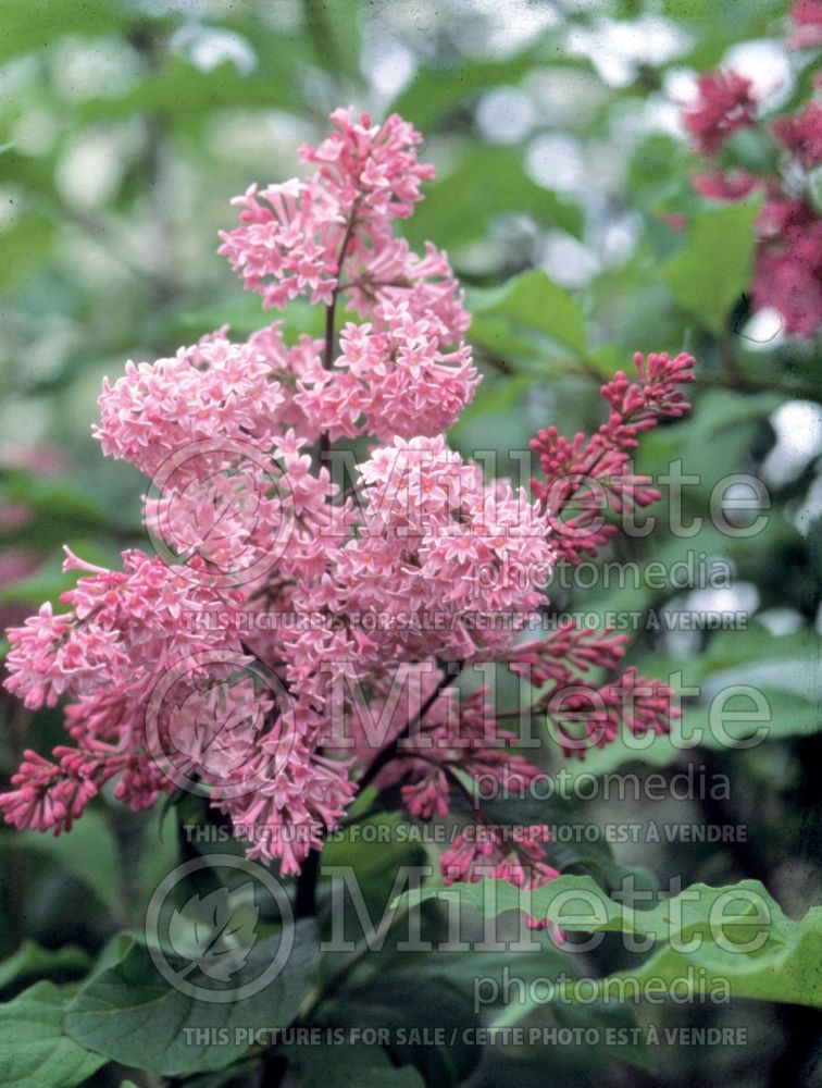 Syringa James MacFarlane (Lilac)  6