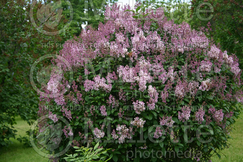 Syringa Minuet (Lilac) 2