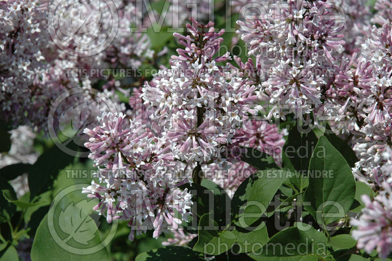 Syringa Minuet (Lilac) 3