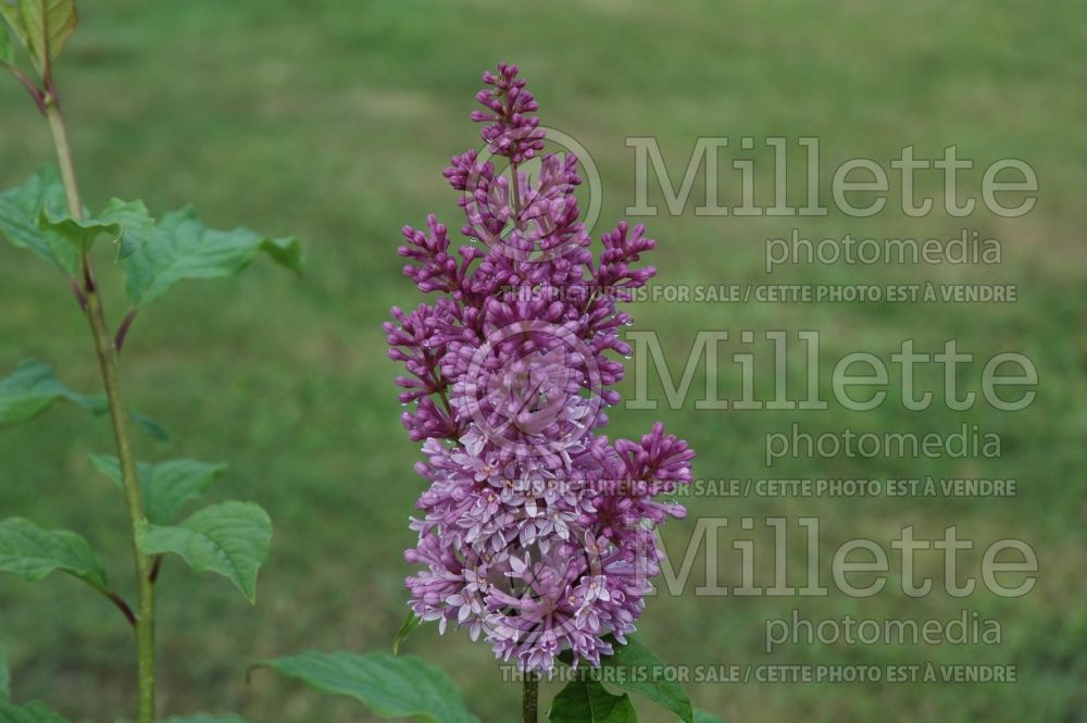 Syringa Minuet (Lilac) 4