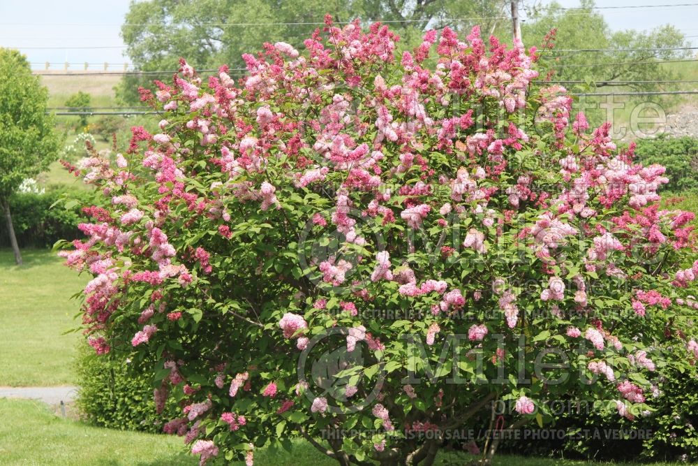 Syringa Miss Canada (Lilac - lilas) 1