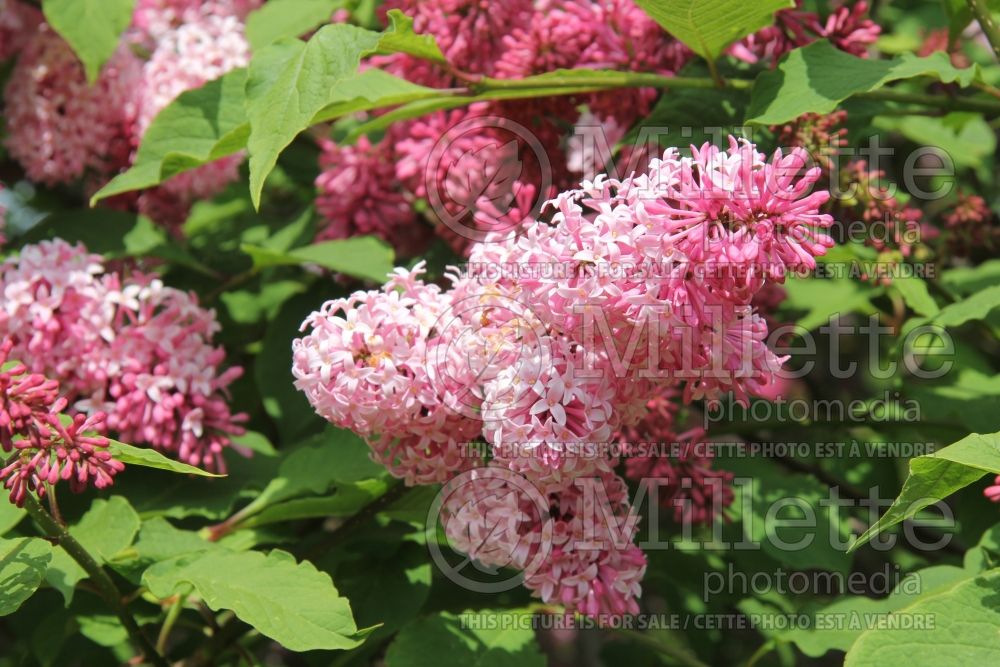 Syringa Miss Canada (Lilac - lilas) 3