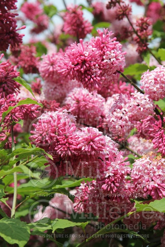 Syringa Miss Canada (Lilac - lilas) 4